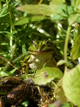 FZ008356 Marsh frogs (Pelophylax ridibundus) in foliage.jpg